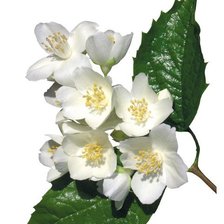 яблоневый цвет