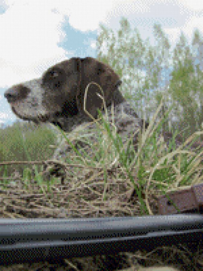 собака - собака, охота, природа - предпросмотр