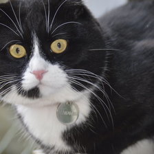 Схема вышивки «Тимоша»