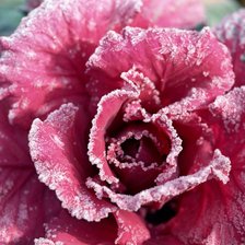 Схема вышивки «Снежная роза»