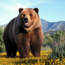 Схема вышивки «datuna»