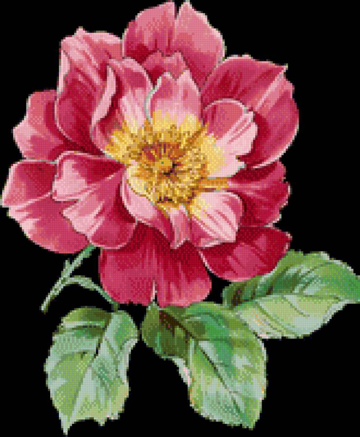 пион - предпросмотр