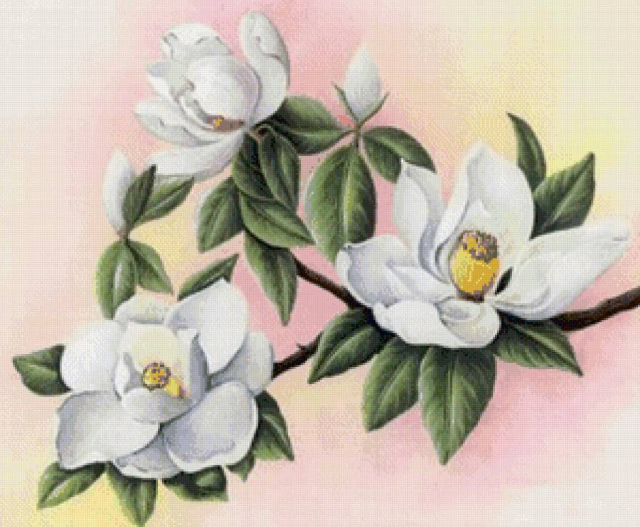 Магнолия - цветы, магнолия - предпросмотр