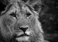 Схема вышивки «лев»