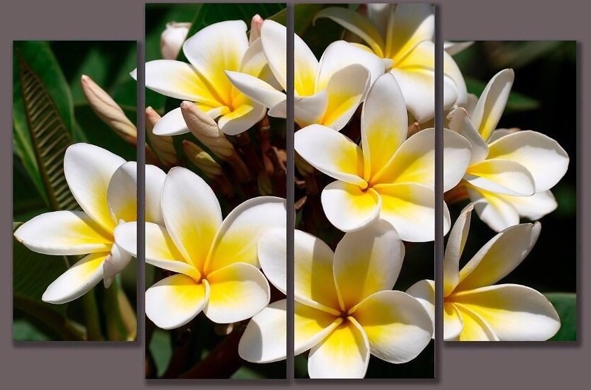 Цветы - цветы, белое на черном - оригинал