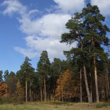 Схема вышивки «Сосны»