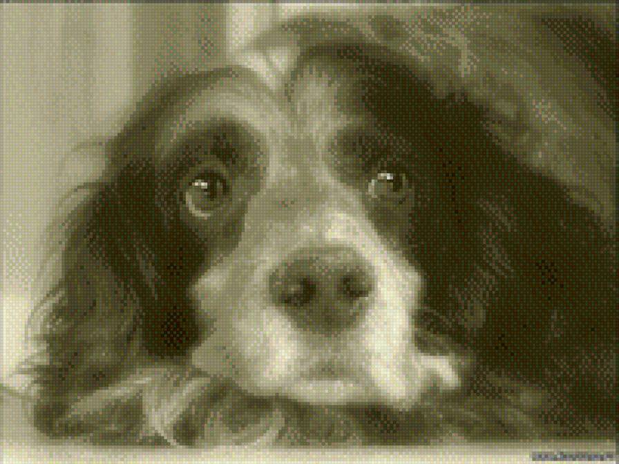 белый бим - черно-белое, собака - предпросмотр