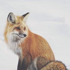 Схема вышивки «Лиса»