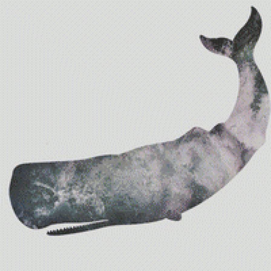 Кит - море, красота, кит, природа - предпросмотр