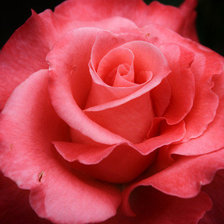 Схема вышивки «Роза  коралловая»