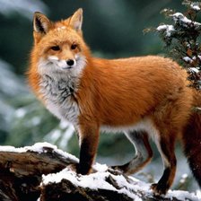 Схема вышивки «лисица»