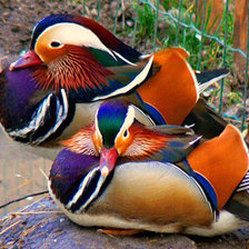 Утки-мандаринки
