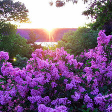 Схема вышивки «ситрень на восходе солнца»