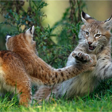 Схема вышивки «рыси»