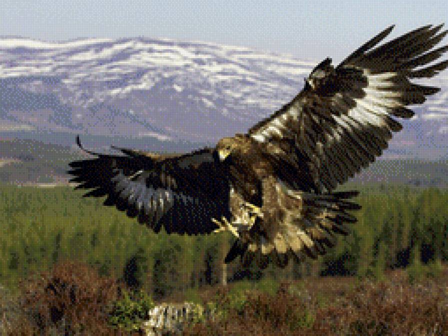 Орел - горы, природа., орел - предпросмотр