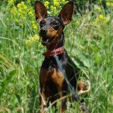 Схема вышивки «Бася»