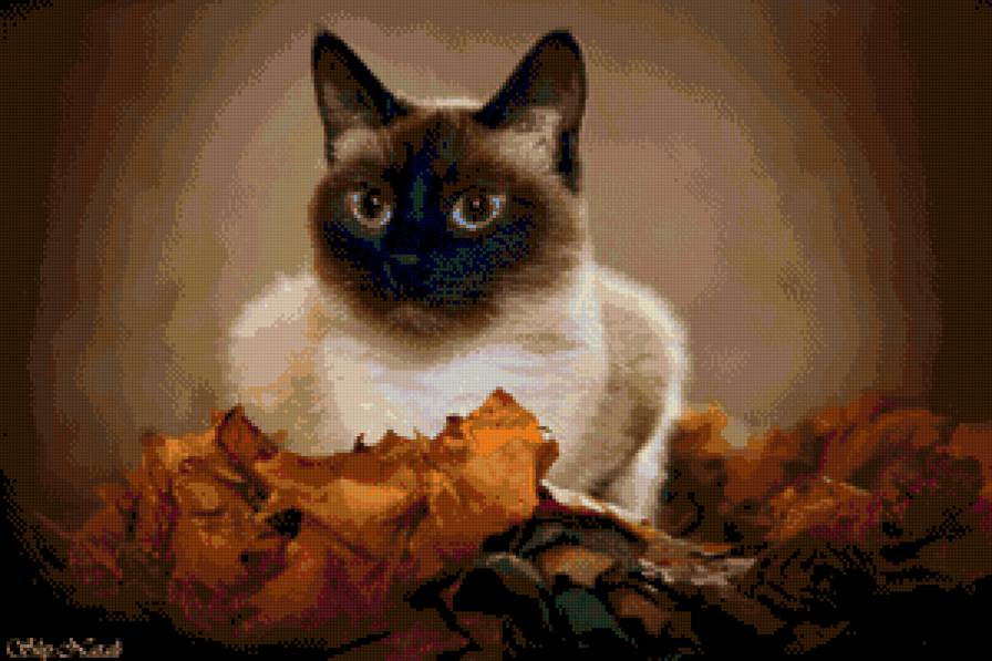 сиамская кошечка - сиамские кошки - предпросмотр