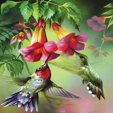 Схема вышивки «Колибри»