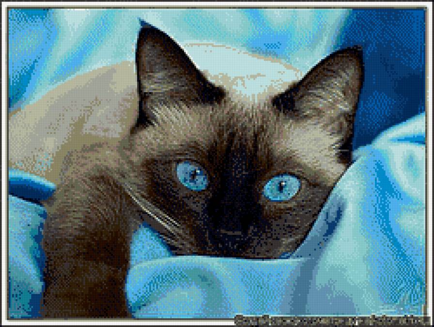 сиам - кошки - предпросмотр