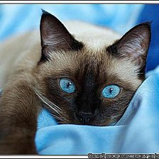 Схема вышивки «сиам»