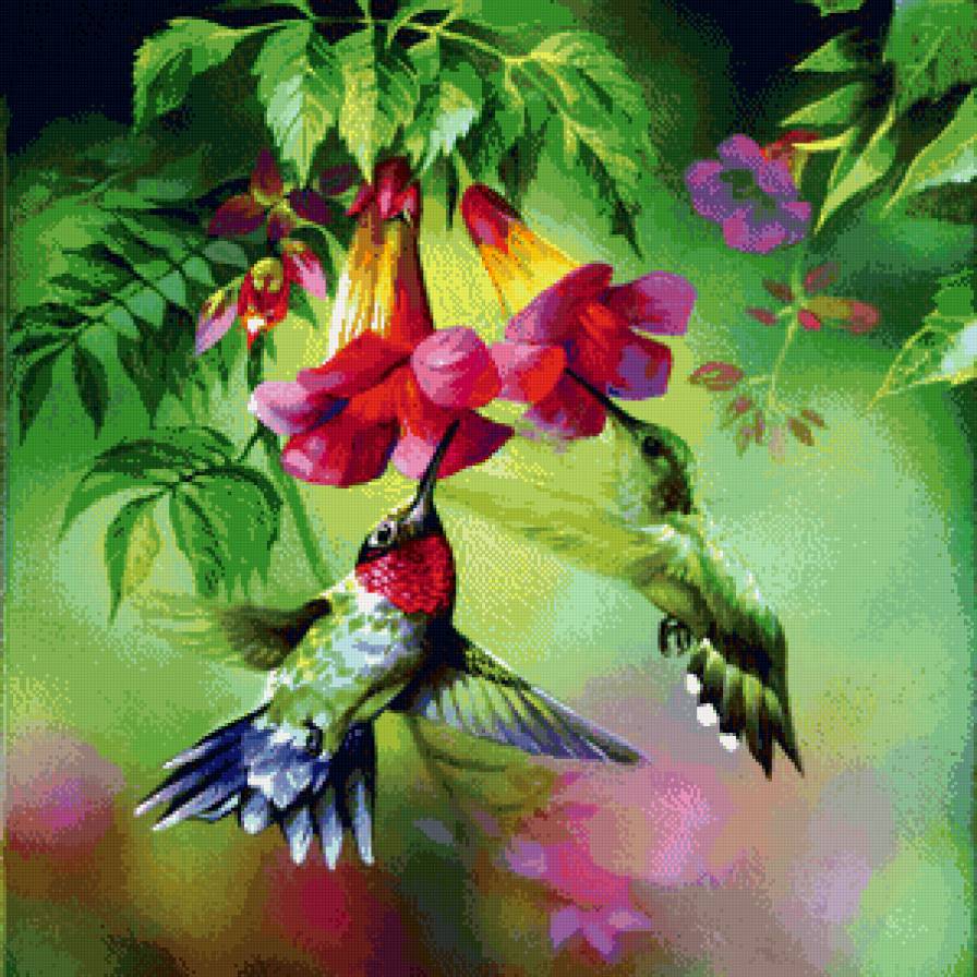 Колибри (2) - птицы, цветы. - предпросмотр