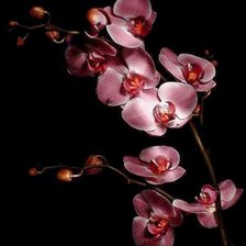 Схема вышивки «№893408»