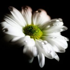 Схема вышивки «Ромашка»