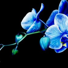 Схема вышивки «№893425»