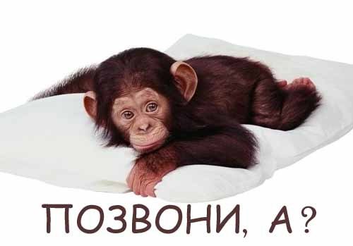 позвони мне, позвони!!! - животные - оригинал