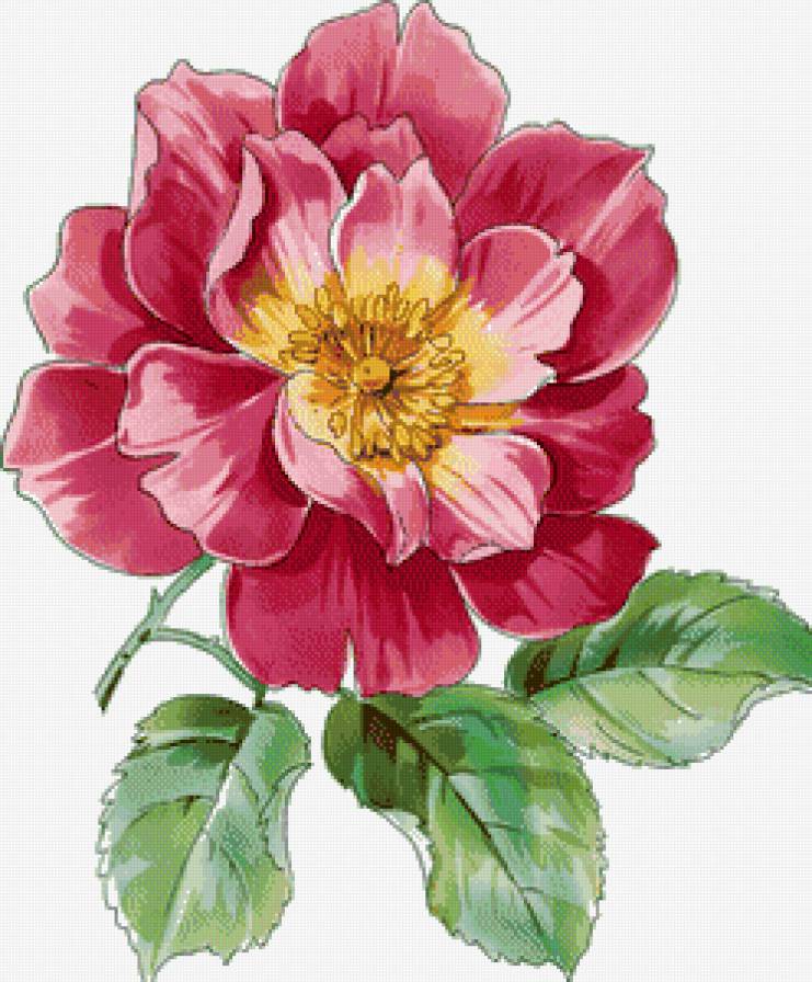 пион - предпросмотр