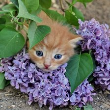 Схема вышивки «котенок и сирень»