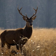 лесной олень