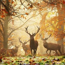 Схема вышивки «олени»