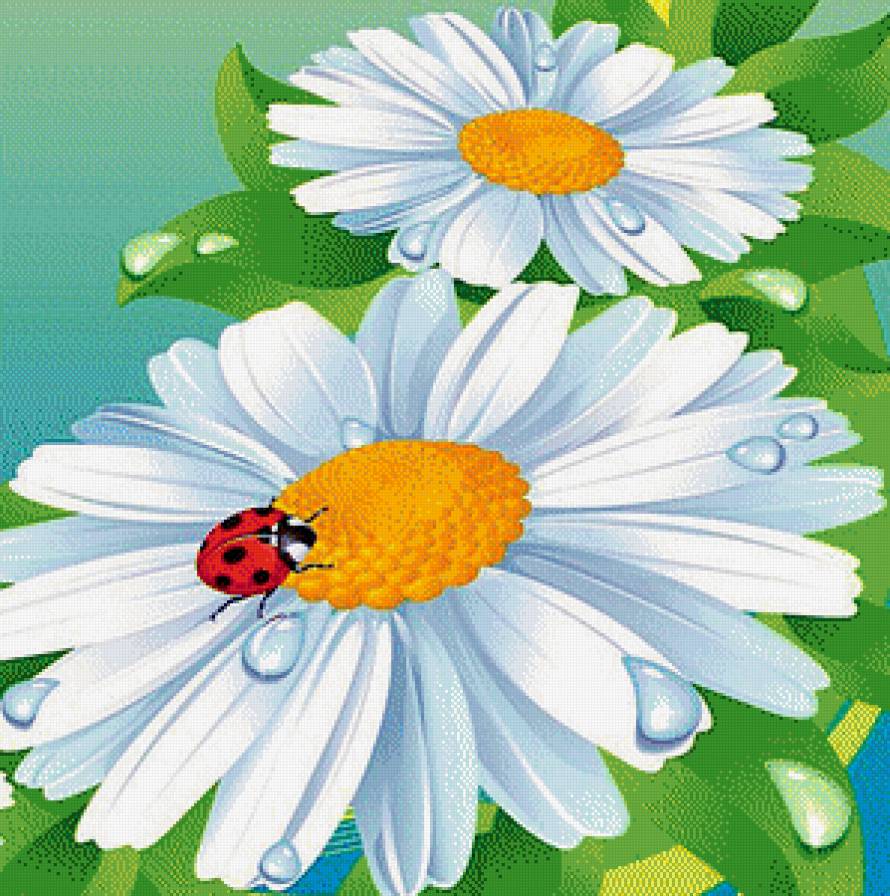 ромашка2 - ромашка цветы роса цветы коровка - предпросмотр
