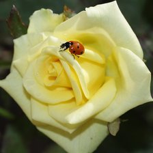 Схема вышивки «роза2»