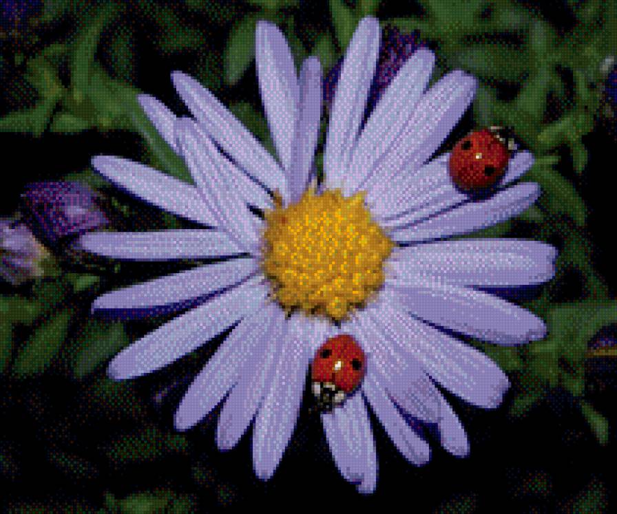 ромашка3 - ромашка цветы роса цветы коровка - предпросмотр