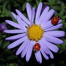 Схема вышивки «ромашка3»