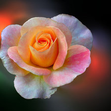 Схема вышивки «роза3»