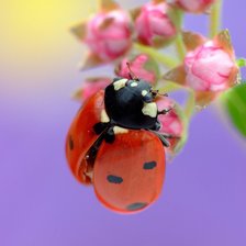 Схема вышивки «божья2»