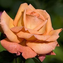 Схема вышивки «роза33»