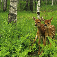Схема вышивки «олени»