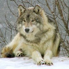 Схема вышивки «волк»