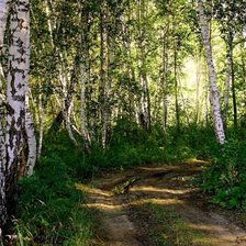 Схема вышивки «березовая аллея»