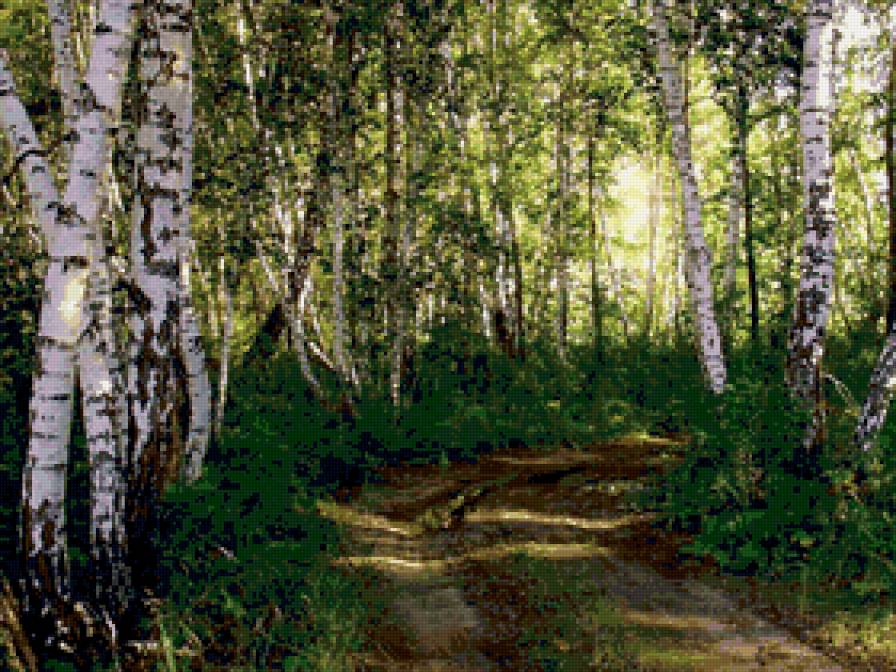 березовая роща - пейзаж. природа. лето, лес, березы, тропинка - предпросмотр