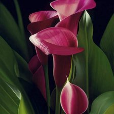 Схема вышивки «каллы розовые»