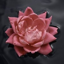 Схема вышивки «лотос»