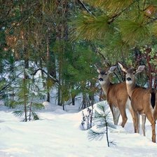 Схема вышивки «олени»
