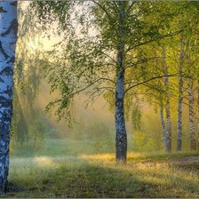 березовая роща в лучах солнца