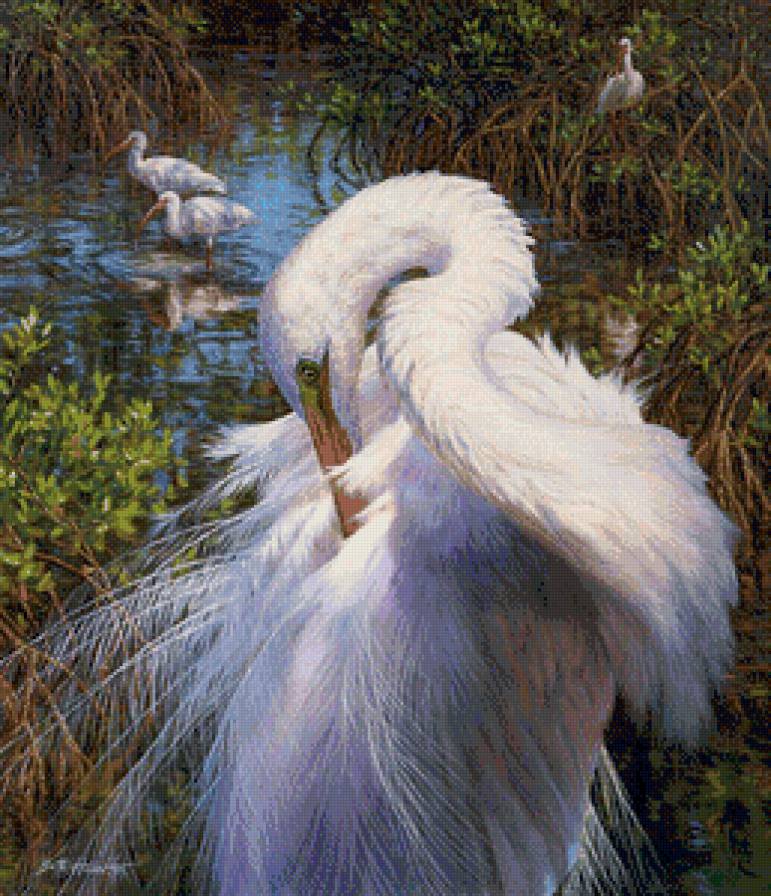 Цапля - птицы, цапля - предпросмотр