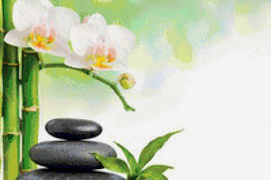 рэлакс - цветы, орхидеи - предпросмотр